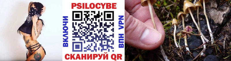 как найти наркотики  Мирный  Галлюциногенные грибы Psilocybine cubensis 